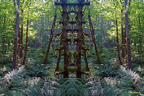Inner Forest Space Ladder Photograph By Ben Upham Iii Fine Art America
