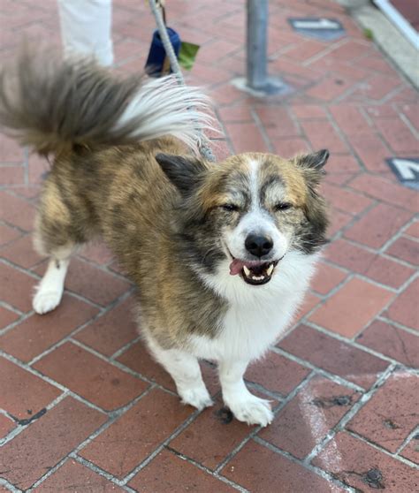 Dog Of The Day Rocky The Pembroke Welsh Corgi Lhasa Apso Shih Tzu Mix