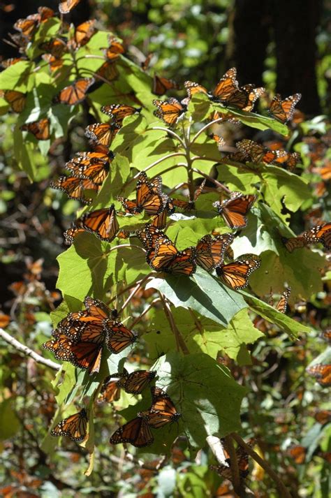 Conoce Seis Santuarios Donde Puedes Visitar A La Mariposa Monarca