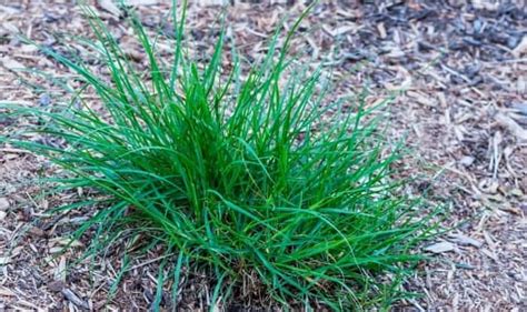Texas Weeds 13 Most Common Types And How To Get Rid Of Them Gardeningvibe