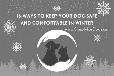 16 Ways To Keep Your Dog Safe And Comfortable In Winter Easy Way