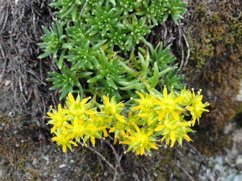 Frumusetile Naturii Ochii şoricelului Saxifraga Aizoides