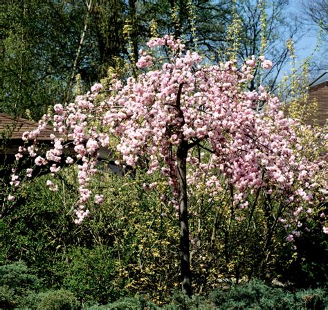 Cerisier Du Japon Planter Et Entretenir Ooreka