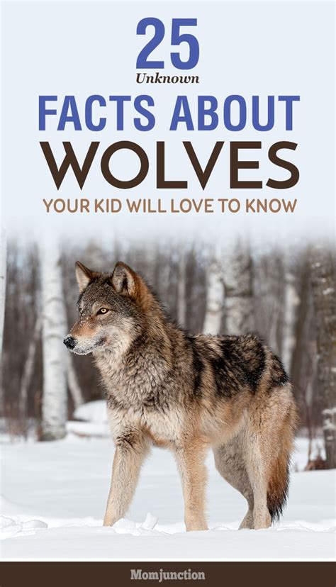 Arctic Wolves Facts For Kids Kids Matttroy