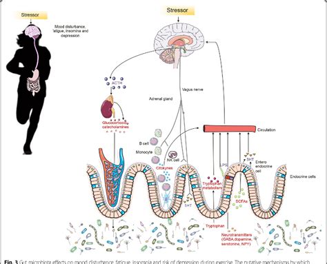 Exercise Induced Stress Behavior Gut Microbiota Brain Axis And Diet A