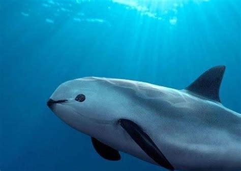 Vaquita This Is A Species Of Porpoise Found In The Sea Of Cortez In