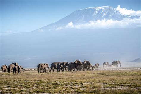 Mount Kenya National Park And Reserve —gorilla Tracking Safaris In Africa