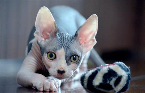 Sphynx Cat Breed Facts And Pictures Lovetoknow