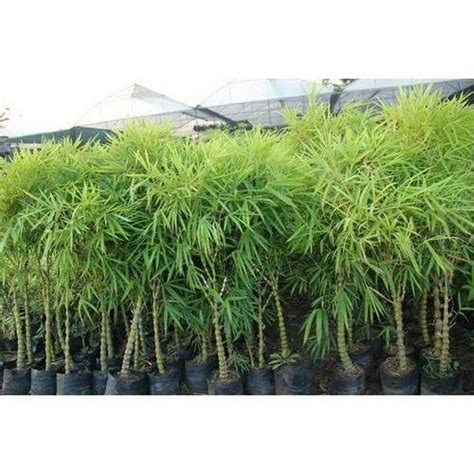 Bamboo Plants In New Delhi बांस के पौधे न्यू देल्ही Latest Price