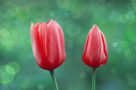 Tulip Blossom Flower Red Free Stock Photo Public Domain Pictures