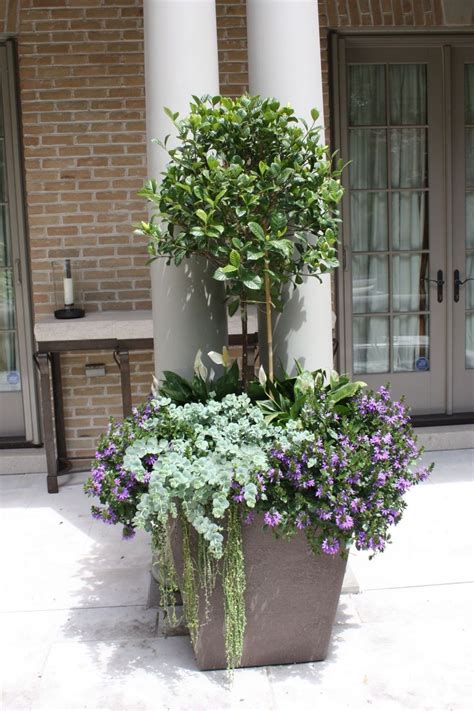 Photo About Topiary Trees For Front Porch Title Topiary Trees For