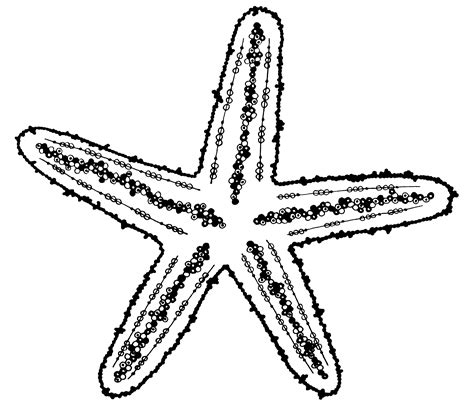 Collection Of Starfish Clipart Free Download Best Starfish Clipart On