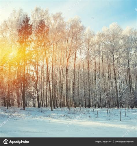 Beautiful Winter Sunset With Birch Trees In The Snow — Stock Photo