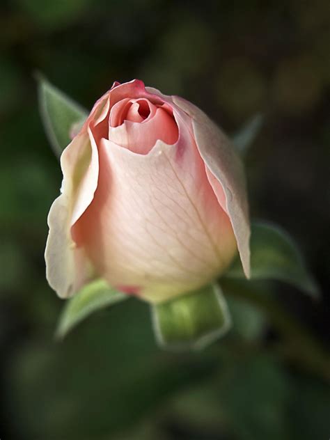 Rose By 游 萬國 500px Beautiful Roses Rose Rose Buds