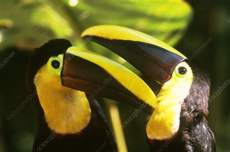 Chestnut Mandibled Toucans Stock Image C0045930 Science Photo