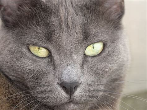 Close Up Portrait Of A Domestic Gray Cat With Yellow Eyes Of The
