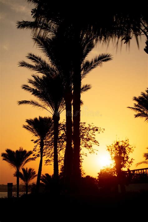 Silhouette Of Palm Trees In The Park At Sunset Stock Photo Image Of