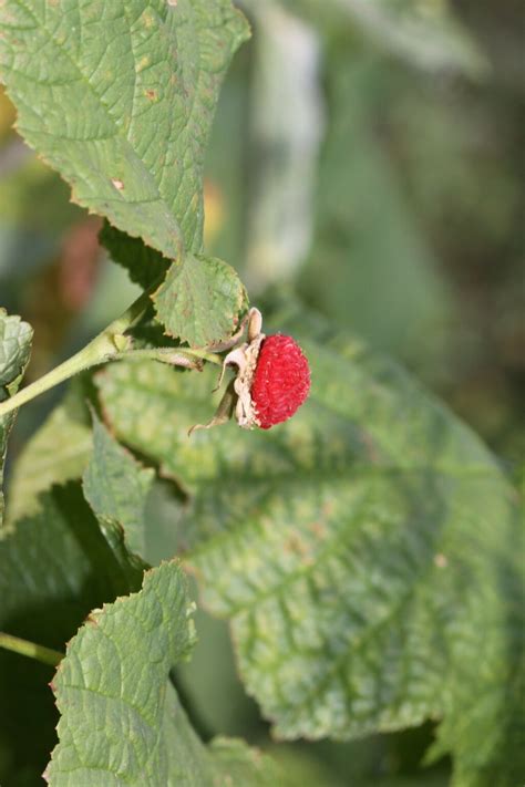 Plants That Look Like Raspberries Progardentips