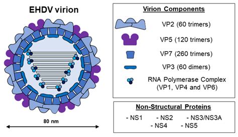 Microorganisms Free Full Text Epizootic Hemorrhagic Disease Virus