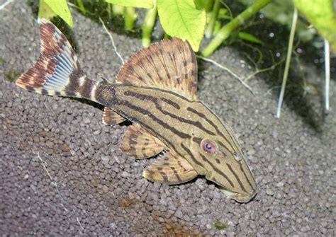 Can A Plecostomus And Betta Live Together 7 Species Of Pleco That Can