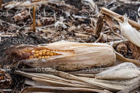 Corn Field After Harvest With Strewn Stover Over Disced Soil Stock