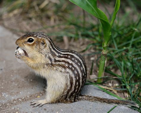 Thirteen Lined Ground Squirrel Feeding Stock Image Colourbox