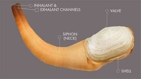 the geoduck is the world s most nsfw mollusk howstuffworks