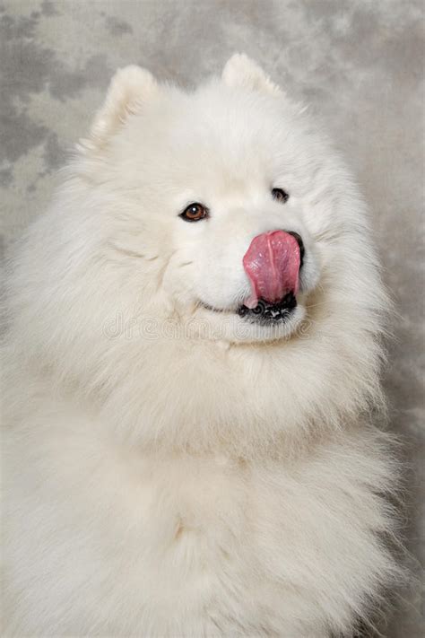 Samoyed Dog Stock Image Image Of Background Eskimo 31778695