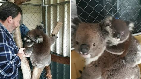 Lost Baby Koalas Adorable Reunion With Mum