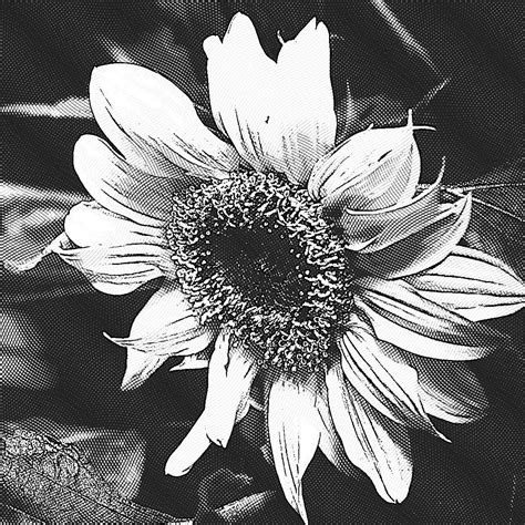 Sunflower Black And White Etching License Free 1 Million Free Pictures