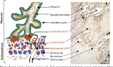 Figure 1 From Development And Hormonal Functions Of The Human Placenta