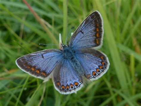 Common Blue Butterfly Identification Facts And Pictures