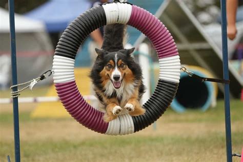 Dogs Impress At Turlock Agility Trials Turlock Journal