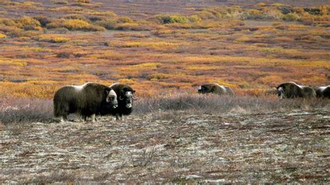 Bering Land Bridge National Preserve National Preserve Alaska