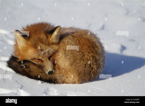 Red Fox Vulpes Vulpes Curled Up In A Snowbank Near Churchill