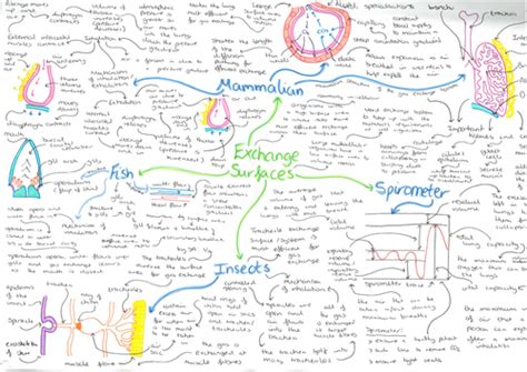 Module 3 Biology Mind Maps Teaching Resources