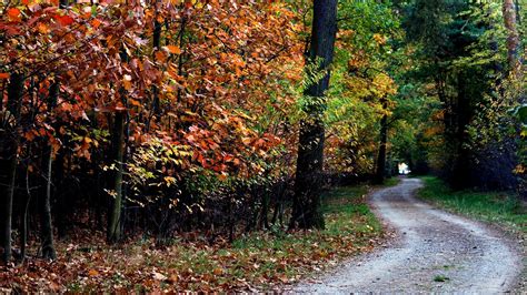 Download Wallpaper 1920x1080 Autumn Trail Trees Foliage Full Hd