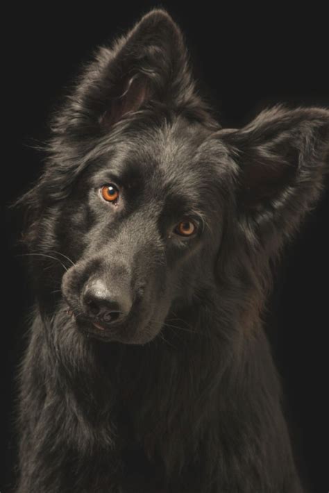 Young Happy Black Dog On Black Background Breed Is Old German
