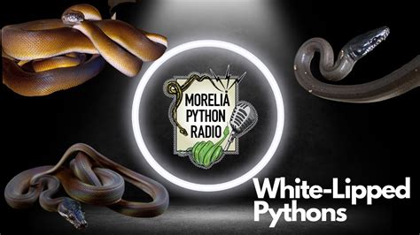 White Lipped Pythons Youtube