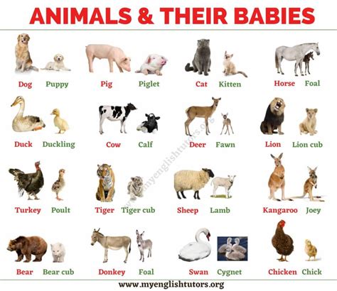 List Of Animals An Ultimate List Of Animal Names In English My