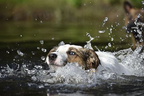 Swimmers Tail In Dogs Vet Approved Signs Causes And Treatment Pet Keen
