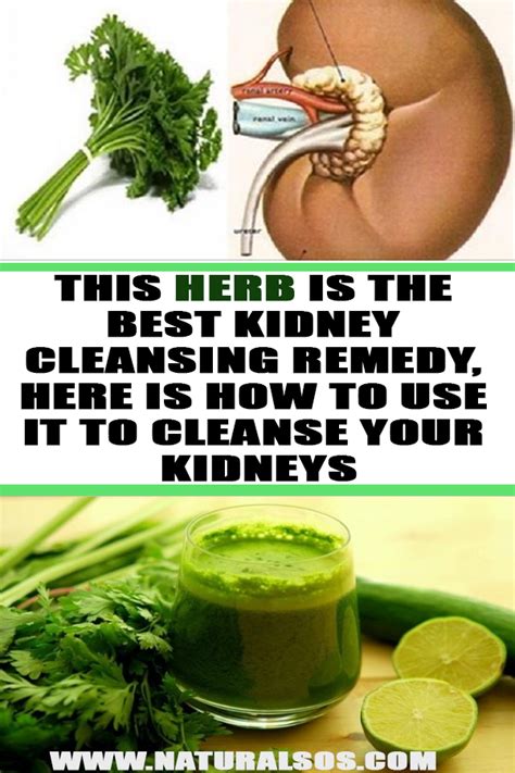 This Herb Is The Best Kidney Cleansing Remedy Here Is How To Use It To