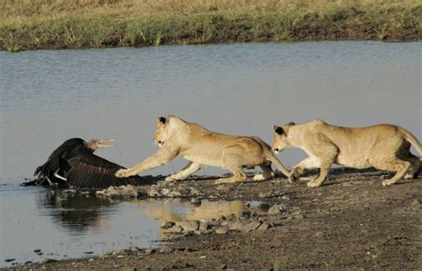Lion Kill Eland Dam Nairobi National Park Your Africa Images Safaritalk