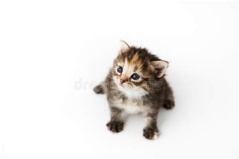Little Kitten Isolated On White Background Tabby Cat Baby Crawls With