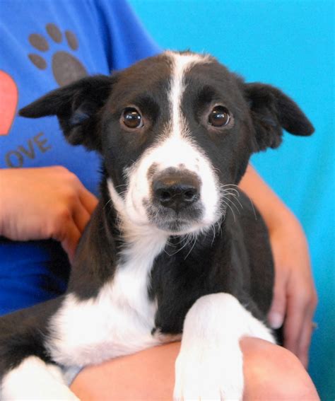 Puppies are raised in our home along with their parents. The California Dreaming Puppies, debuting for adoption!