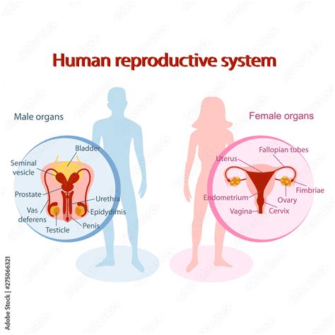 Human Reproductive System Anatomical Genitals Of Man And Woman Design Stock Vector Adobe Stock