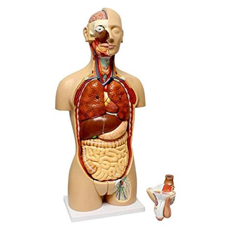 Buy Human Torso Model Herhroditic Open Back Half Torso Anatomical Models Of Human Torso