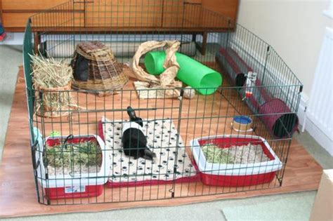 Indoor Rabbit Cage Setup Ideas Pets Tutorial