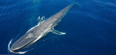 The blue whale is not only the largest whale living today; How Big is a Blue Whale? | Capt. Dave's Whale Watching Safari