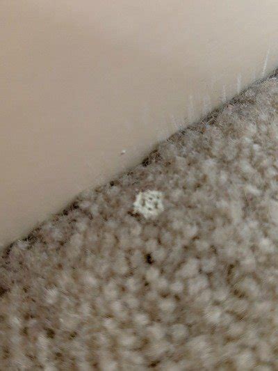 How To Get Paint Out Of Carpet - Frugally Blonde